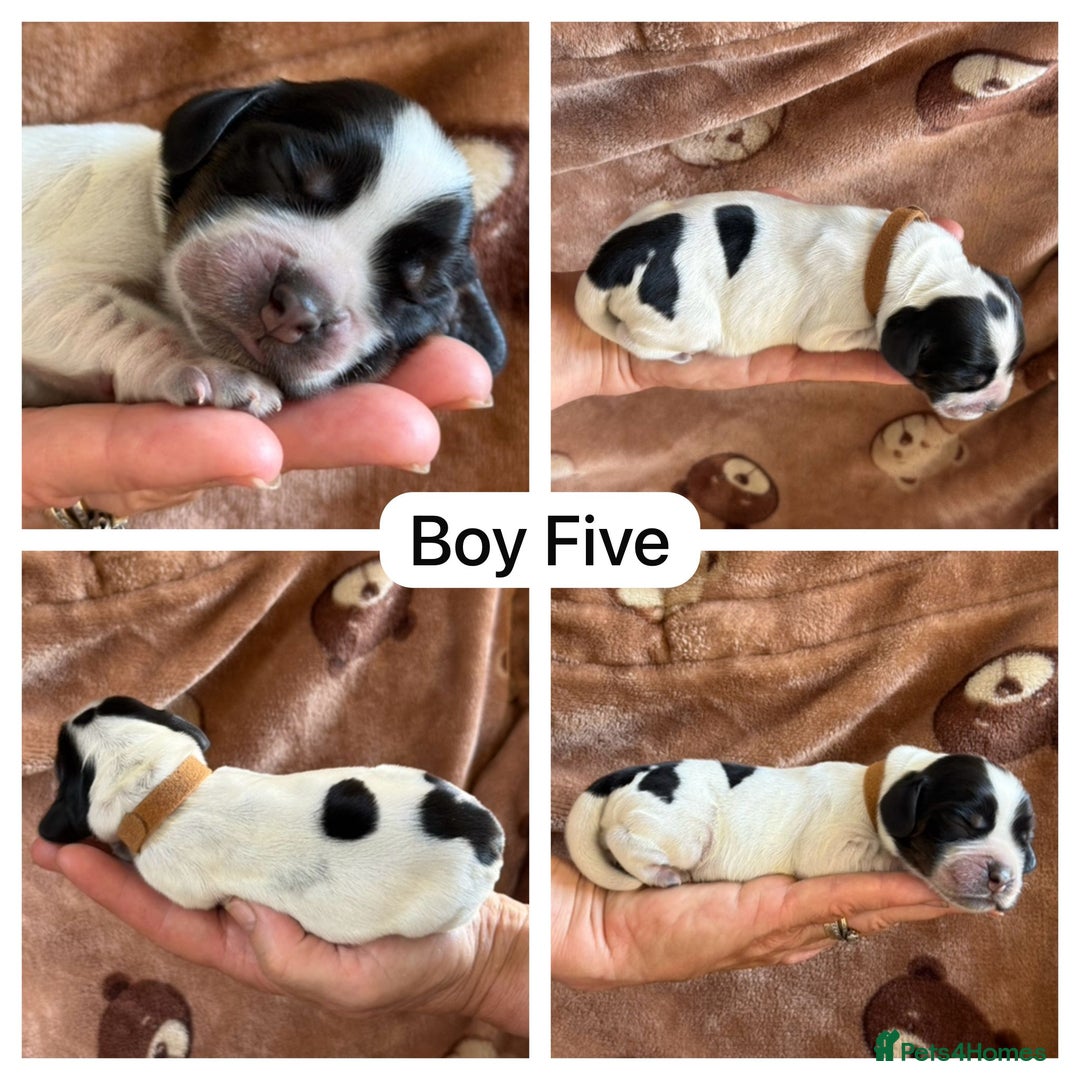 Cocker Spaniel dogs for sale: Kc, show cocker, dna, hips and eye tested parents  - Image 6