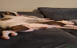 American Bulldog dogs for sale: Male American bulldog 13 week - Image 6