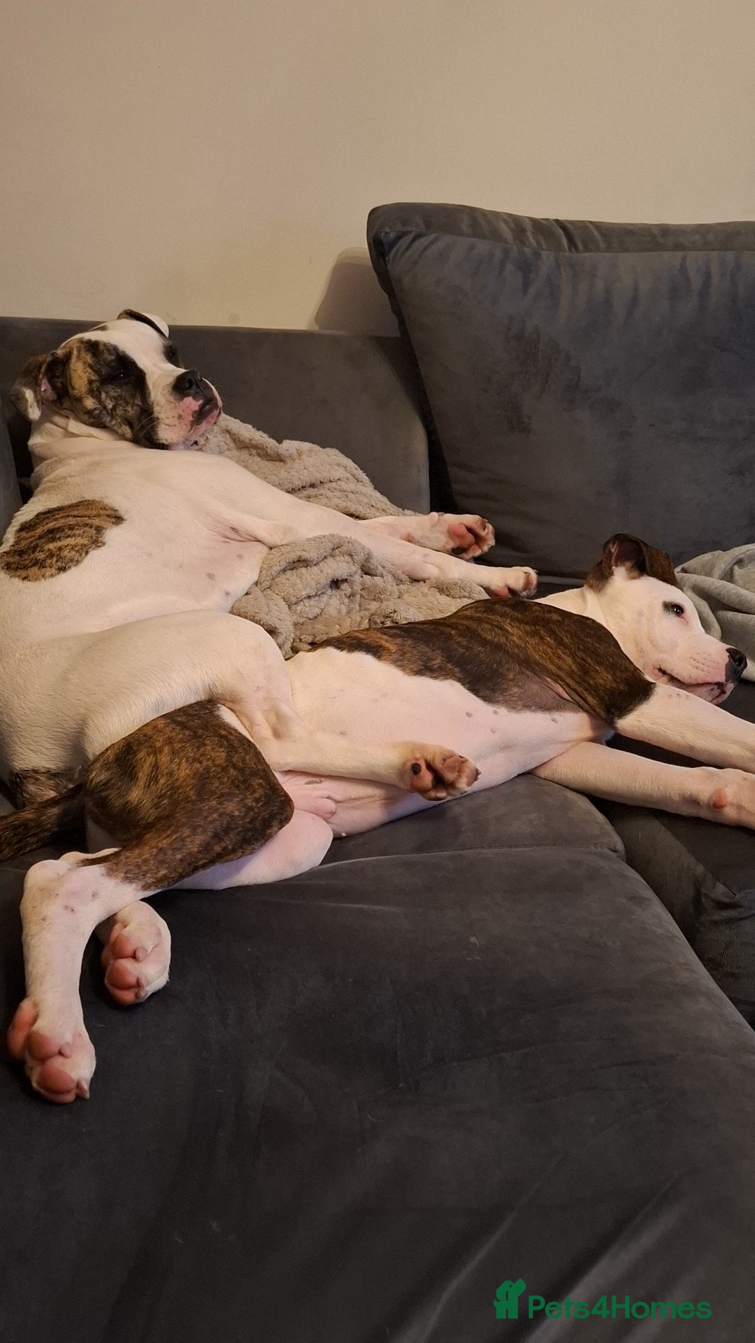American Bulldog dogs for sale: Male American bulldog 13 week - Image 6