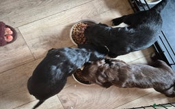 Sprocker dogs for sale: Beautiful sprocker puppies  - Image 5