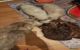 Siberian cats for sale: Siberian GCCFxGolden Chinchilla GCCF - Image 14