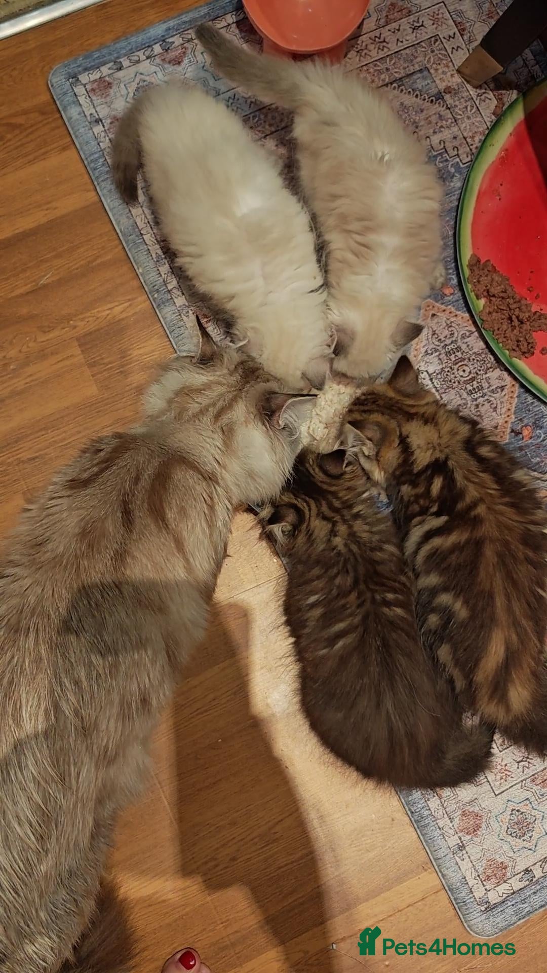Siberian cats for sale: Siberian GCCFxGolden Chinchilla GCCF - Image 14