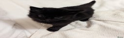 Domestic Shorthair cats for sale: Black Fluffy Kittens  - Advert 1