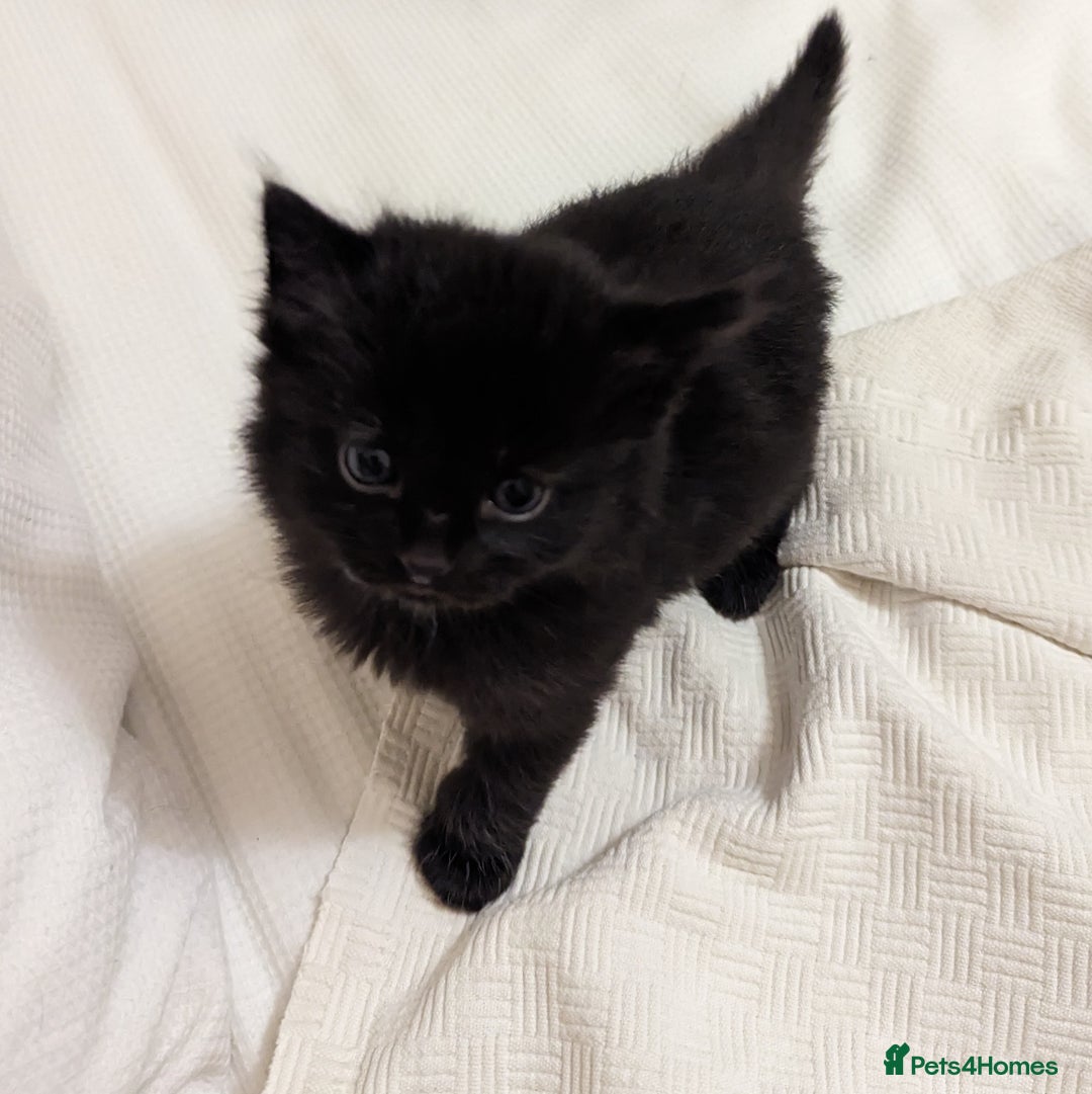 Domestic Shorthair cats for sale: Black Fluffy Kittens  - Advert 1