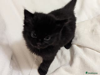 Domestic Shorthair cats Black Fluffy Kittens - Advert 2
