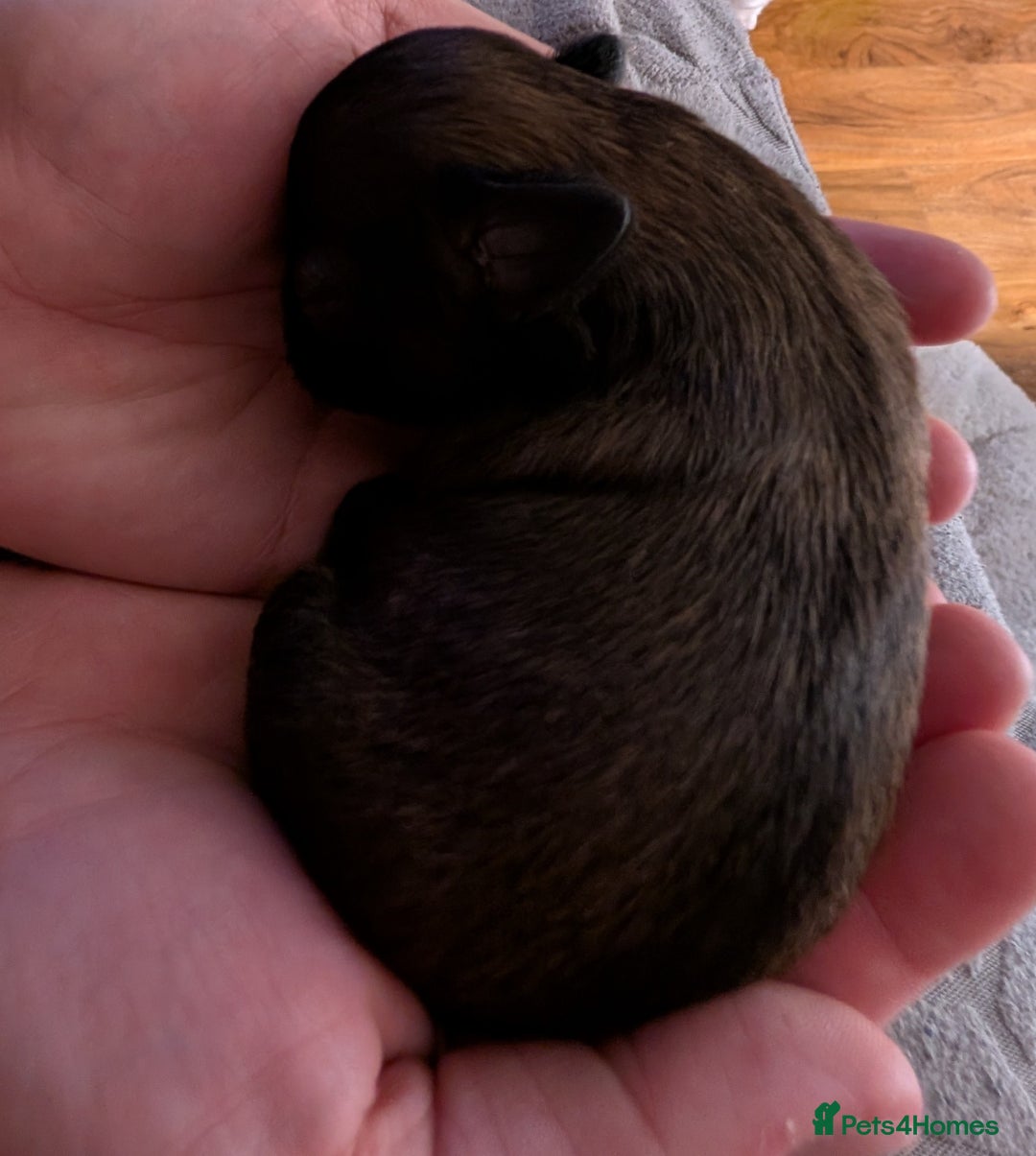 Shih Tzu dogs for sale: ALL RESERVED .Beautiful pure Shih Tzu puppies   - Advert 6