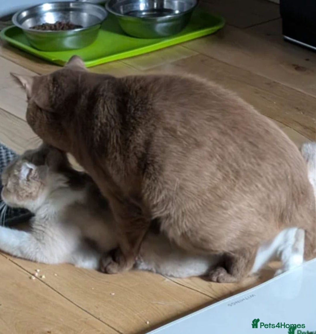 British Shorthair cats for sale: 🏆GCCF / TICA Active –🏅 PROVEN  - Advert 17