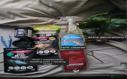 Gecko reptiles for sale: 18 month old male crested gecko (check desc) - Image 7