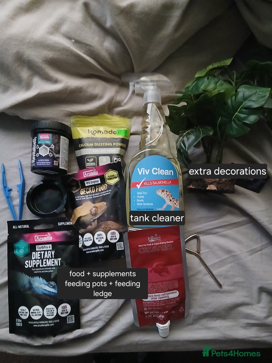 Gecko reptiles for sale: 18 month old male crested gecko (check desc) - Image 7