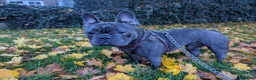 French Bulldog dogs for sale: French bulldog 3 year old male  in St. Neots - Advert 5
