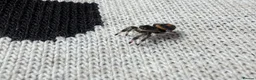Spiders invertebrates for sale: Beautiful female phidippus regius Soroa - Advert 2