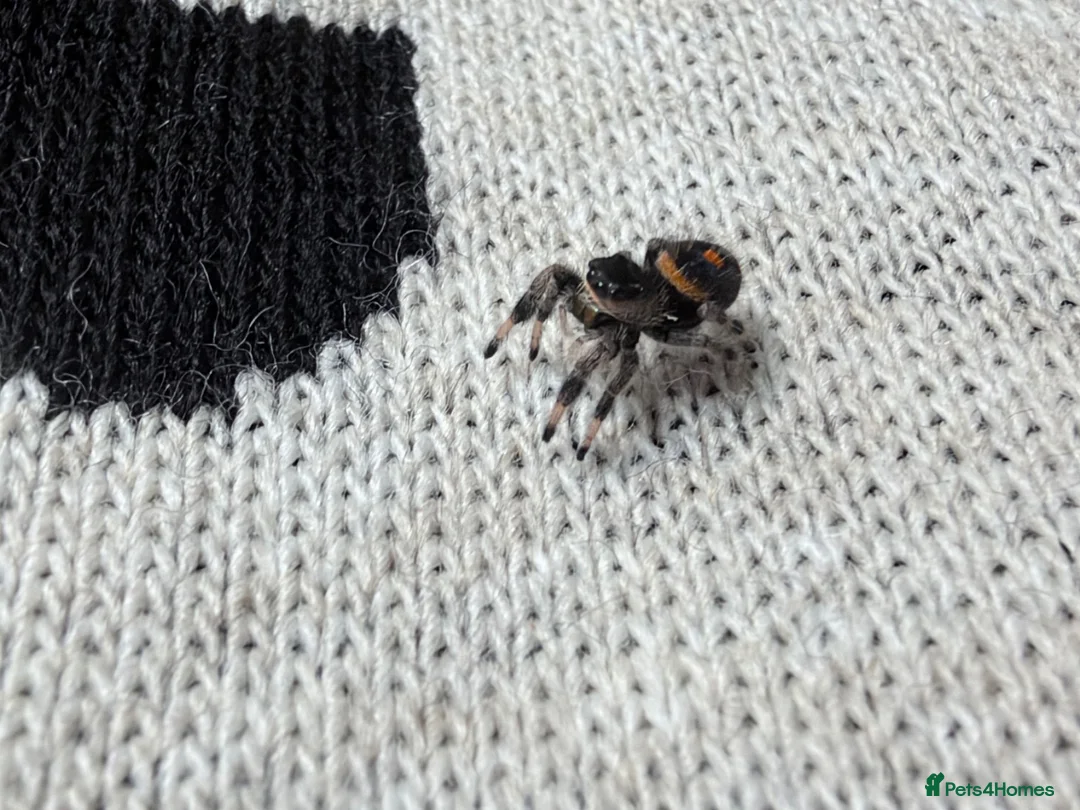 Spiders invertebrates for sale: Beautiful female phidippus regius Soroa - Advert 2