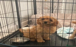 Cavapoo dogs for sale: 🐶🐩STUNNING MINIATURE CAVAPOO PUPPIES🐩🐶 - Image 4