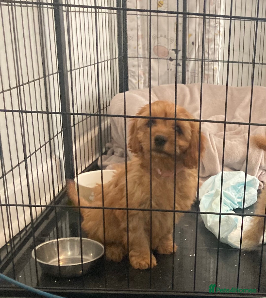 Cavapoo dogs for sale: 🐶🐩STUNNING MINIATURE CAVAPOO PUPPIES🐩🐶 - Image 4