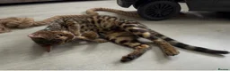 Bengal cats for sale: Young TICA Bengal boys seeking their families - Advert 6