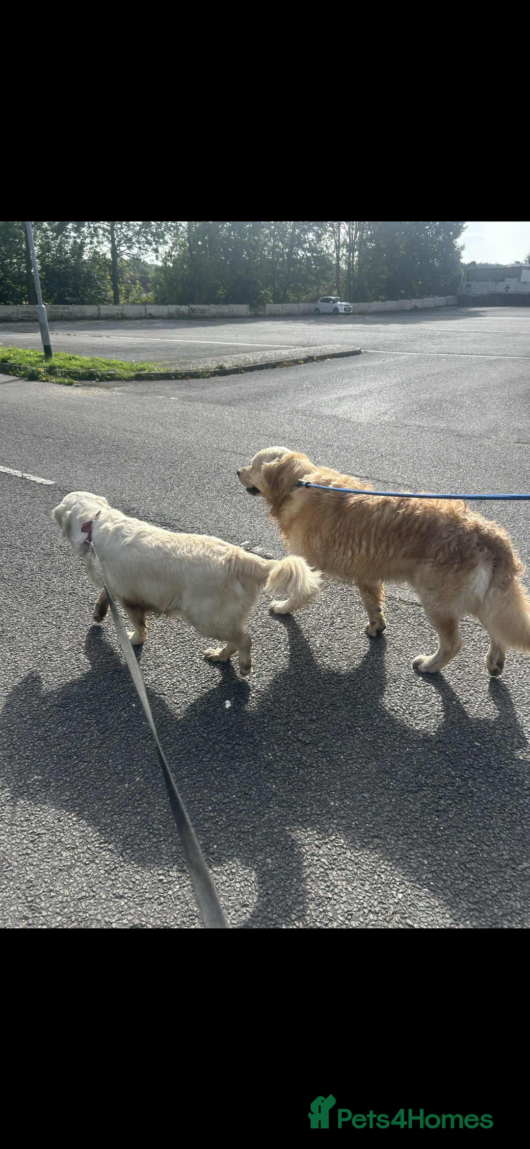 Golden Retriever dogs for sale: Golden Retriver puppies  - Advert 6