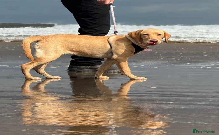 Labrador Retriever dogs - Advert 5
