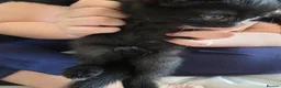Domestic Shorthair cats for sale: 4 gorgeous black kittens with white patches. - Advert 10