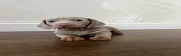 Miniature Dachshund dogs for sale: Kc reg miniature smooth haired dachshund  - Advert 5