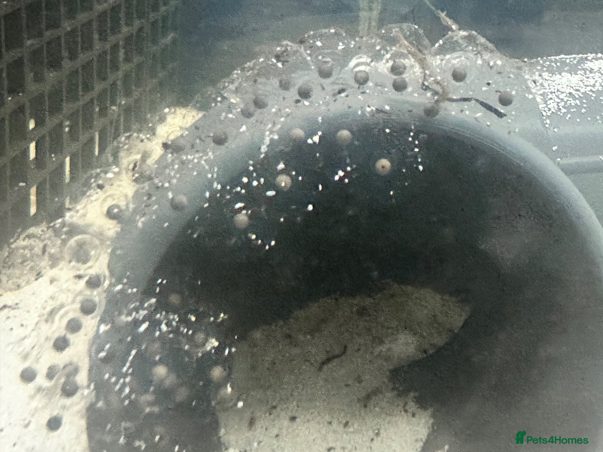 Axolotl reptiles Axolotl eggs - Advert 1