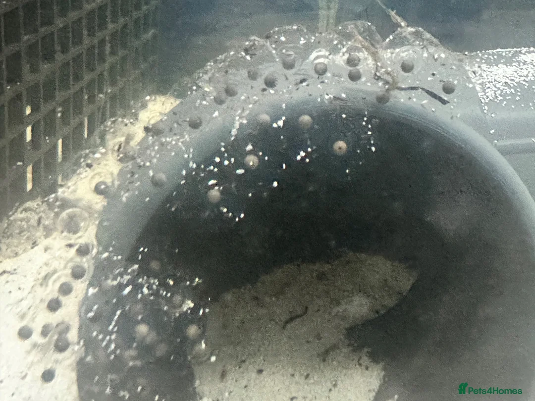 Axolotl reptiles for sale: Axolotl eggs in Carnoustie - Advert 1