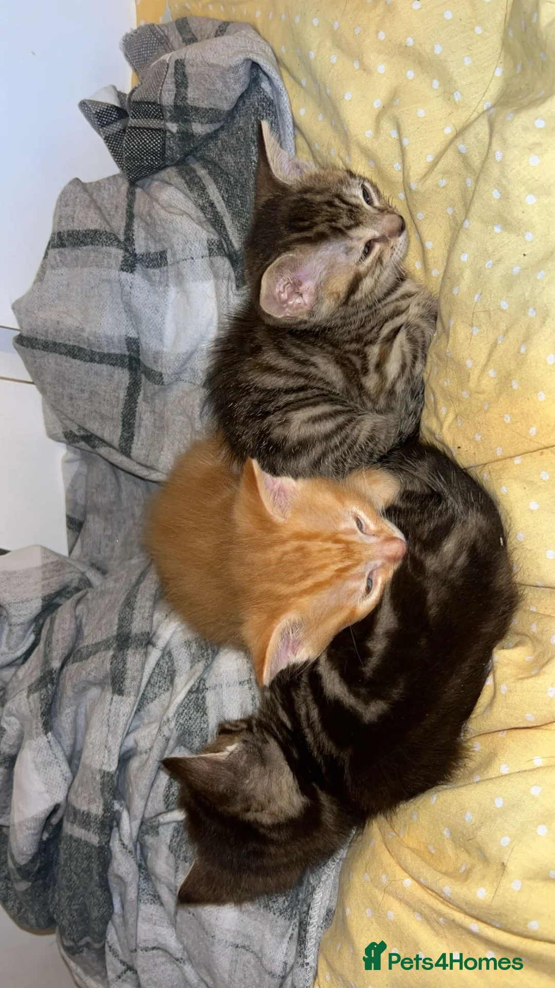 Mixed Breed cats for sale: Mixed breed kittens.  - Advert 11