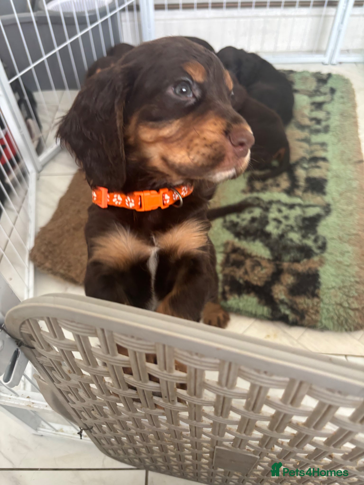 Cocker Spaniel dogs Chocolate and tan working cockers ready now  - Advert 4