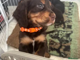 Cocker Spaniel dogs Chocolate and tan working cockers ready now - Advert 4