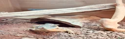 Bearded Dragon reptiles for sale: Bearded lizard in Westbury - Advert 3