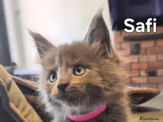 Maine Coon cats Maine coon pedigree kittens - Advert 4