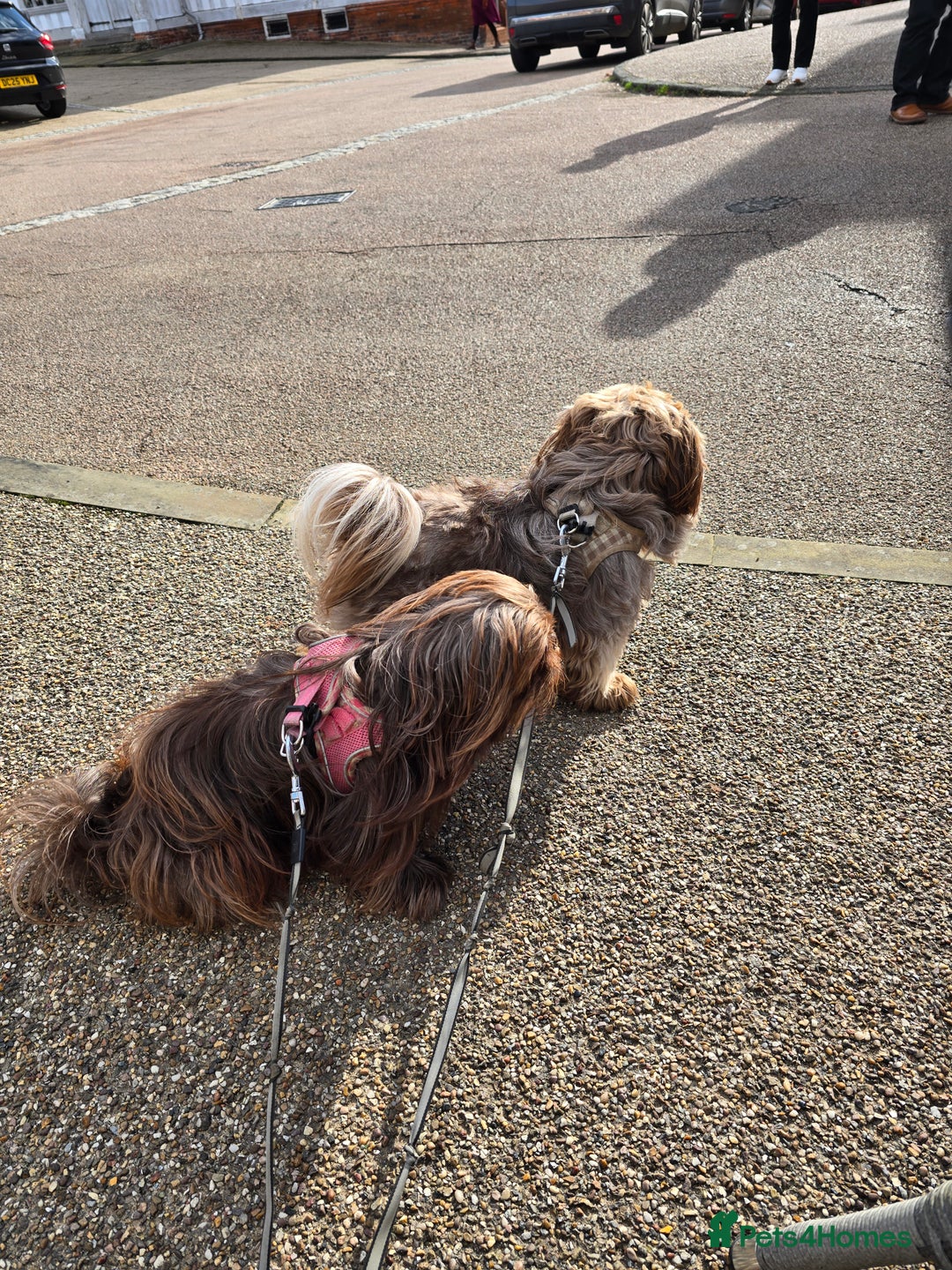 Mixed Breed dogs for sale: Miss Field - Advert 8