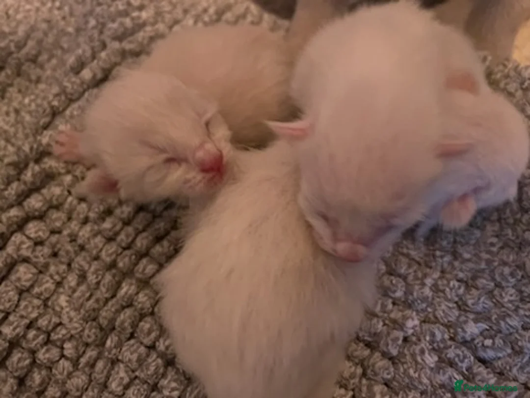 Ragdoll cats for stud: Stud Muffin in Ilkeston - Advert 18