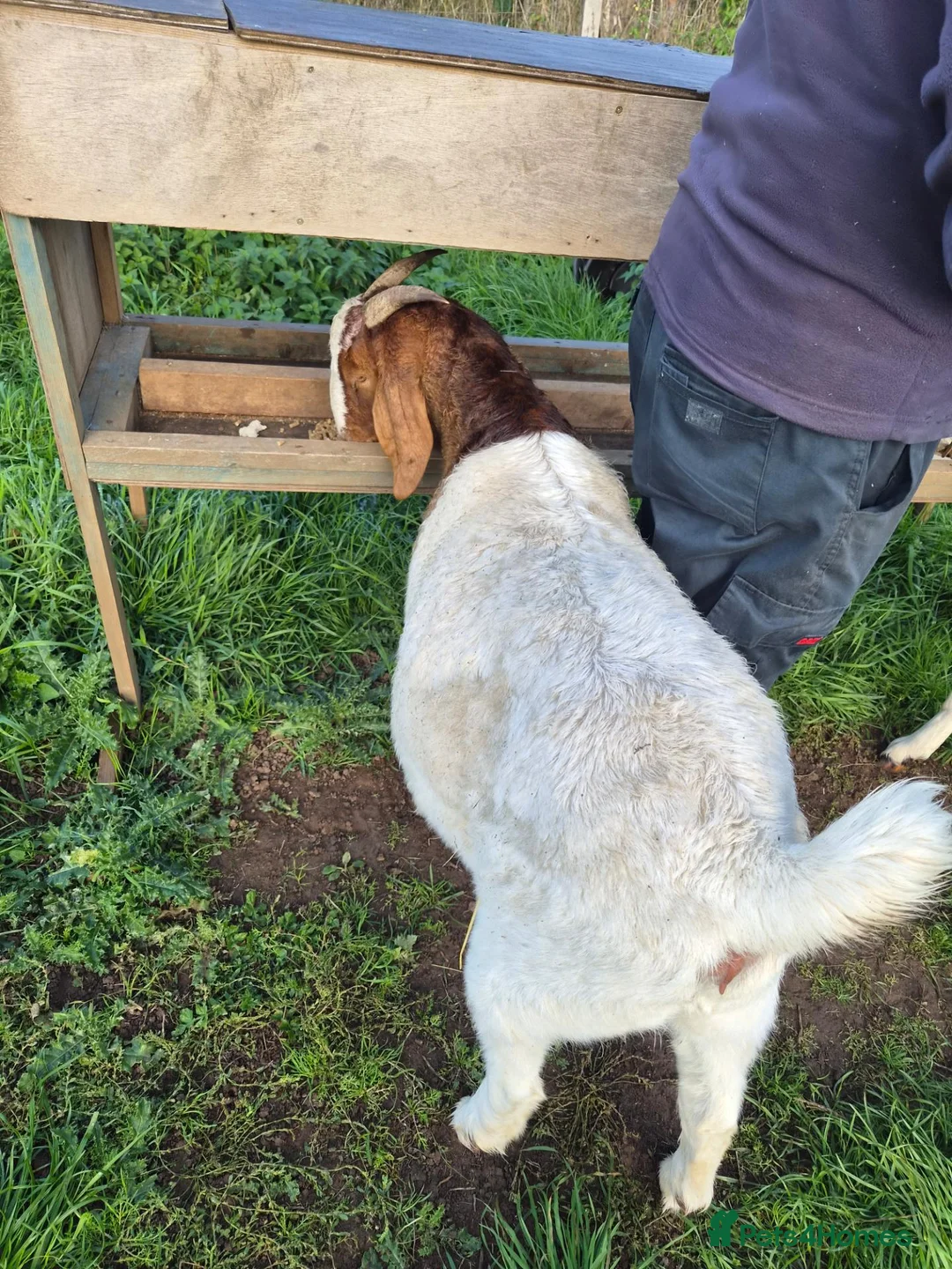 Goats livestock for sale: Two boer nanny goats in Mansfield - Advert 2