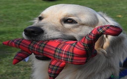 Golden Retriever dogs for stud: 5th Generation KC Registered TOO GOOD TO MISS STUD - Image 3