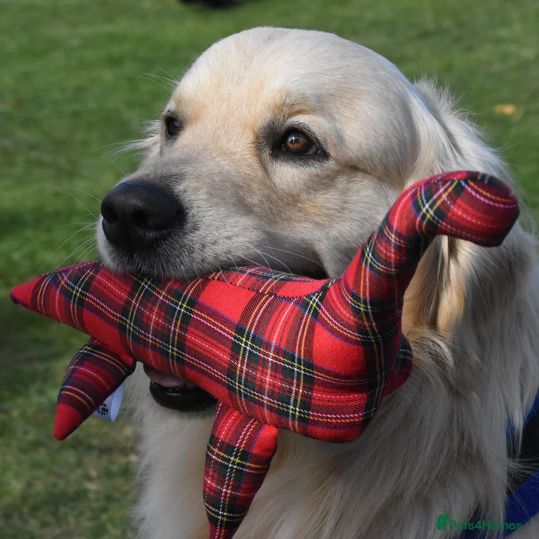 Golden Retriever dogs for stud: PROVEN KC Registered WOW  - Advert 1