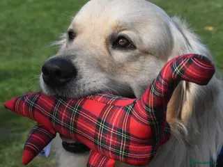 Golden Retriever dogs PROVEN KC Registered WOW - Advert 1