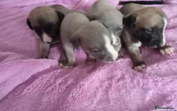 Whippet dogs for sale: Beautiful whippets  - Image 2