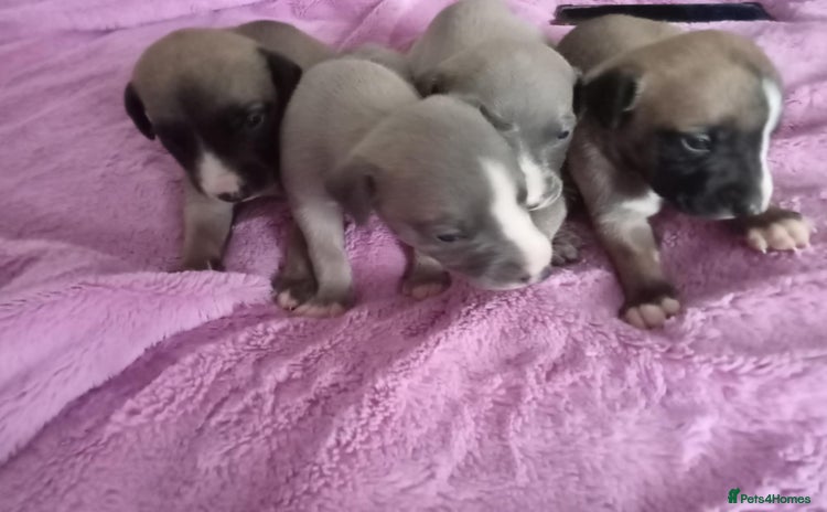 Whippet dogs - Advert 4