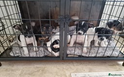 Jack Russell dogs for sale: Jack Russel Terriers 3 Generations Bloodline - Image 9