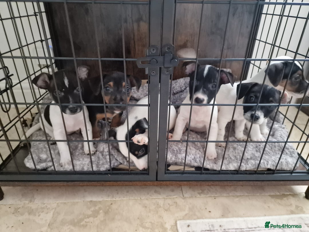 Jack Russell dogs for sale: Jack Russel Terriers 3 Generations Bloodline - Image 9