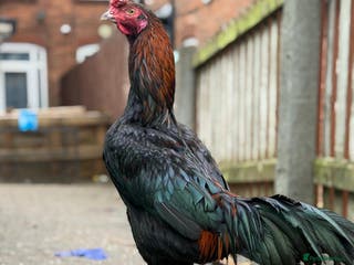 Cockatiels birds Pakistani aseel - Advert 5