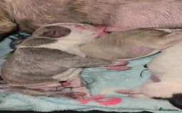 Mixed Breed dogs for sale: Pocket bullies x blue staff - Image 7