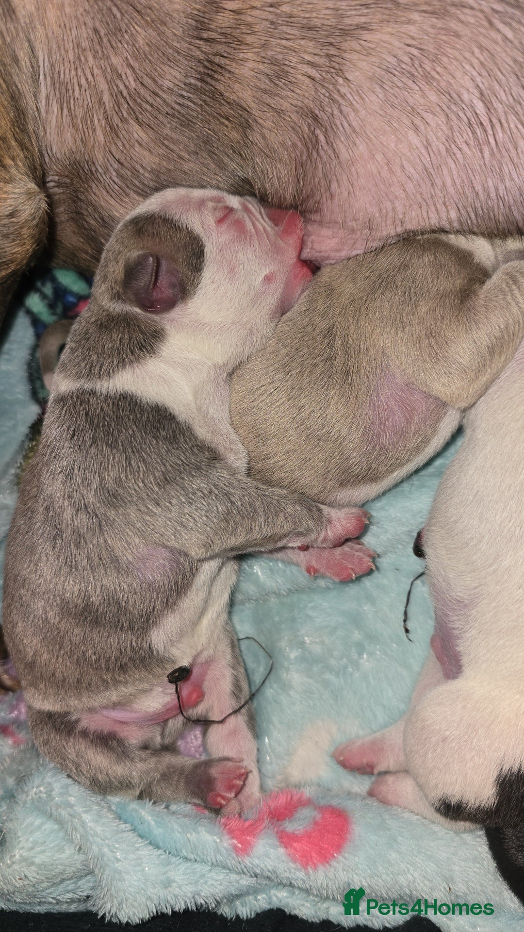 Mixed Breed dogs for sale: Pocket bullies x blue staff - Image 7