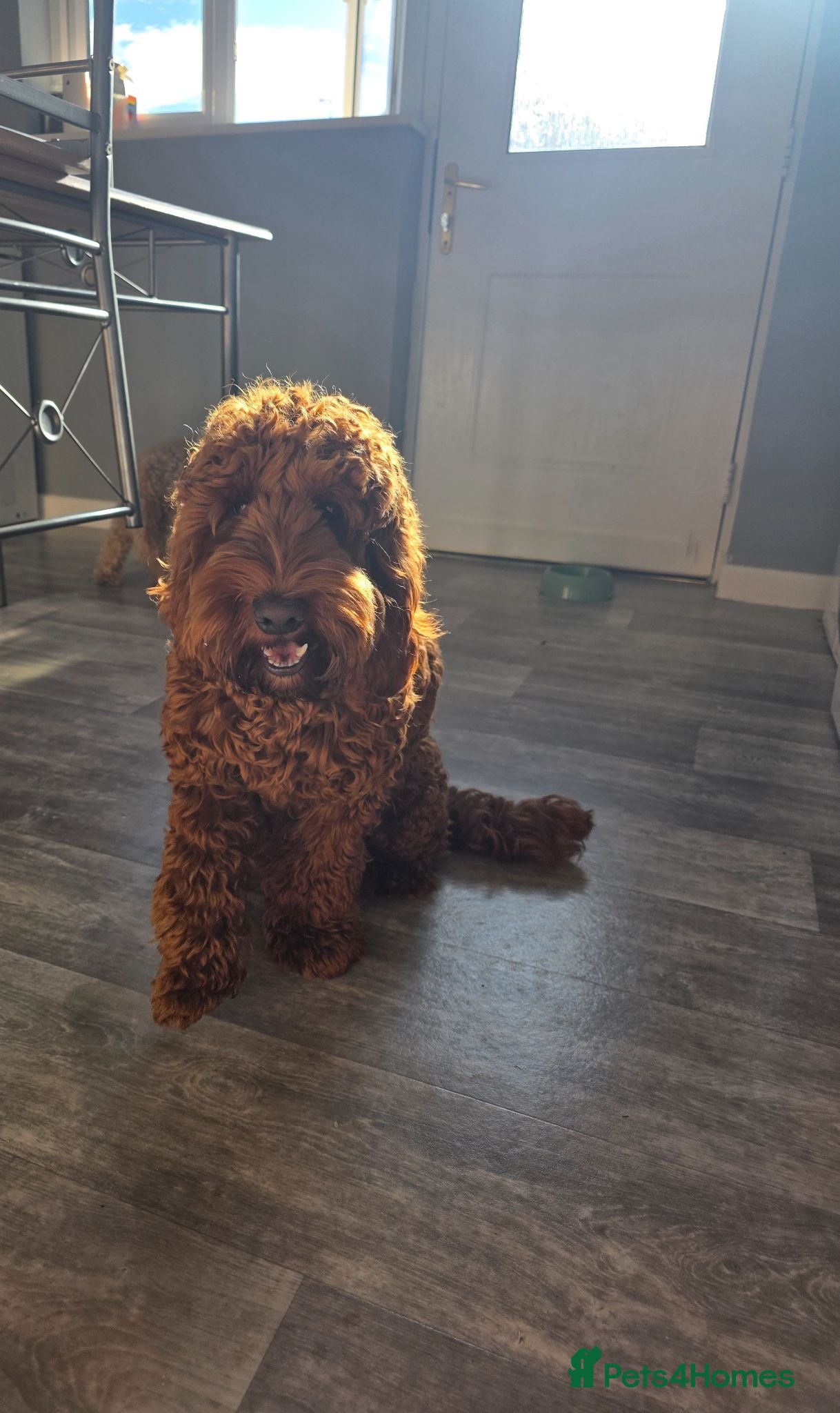 Mixed Breed dogs Cockapoo  - Advert 2