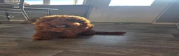 Mixed Breed dogs for sale: Cockapoo  - Advert 1