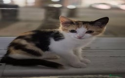 British Shorthair cats for sale: British shorthair cross domestic short hair  - Image 6