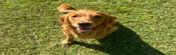 Mixed Breed dogs for sale:  ☘️ Golden Irish puppies available  ☘️ - Advert 5