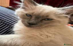 Ragdoll cats for sale: Male ragdoll kitten for sale-500 - Image 2
