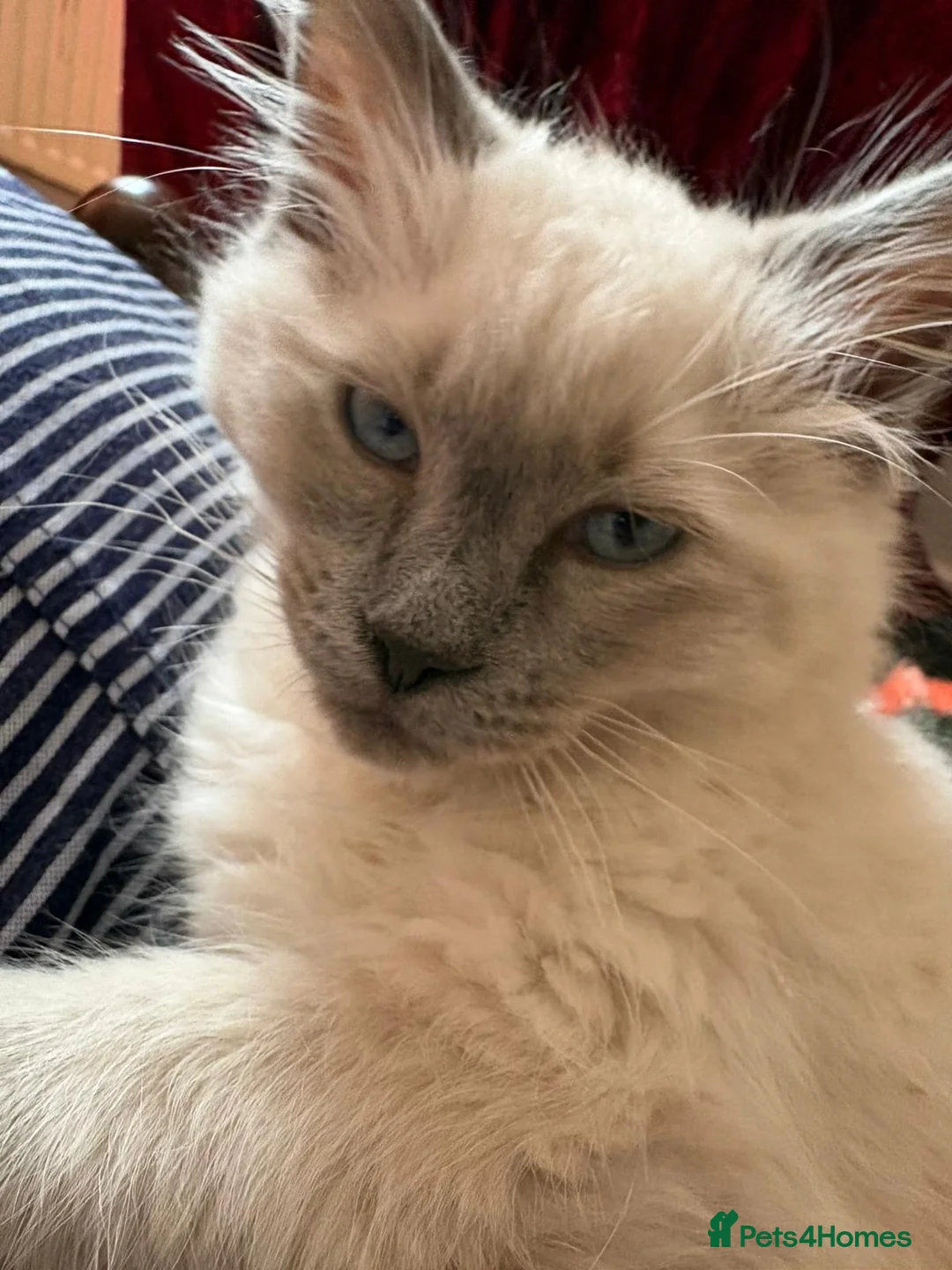 Ragdoll cats for sale: Ragdoll ready to leave now with items -400 - Advert 2