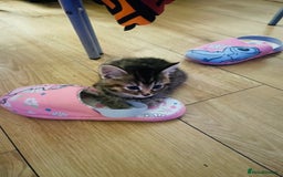 Brazilian Shorthair cats for sale: Cute kittens  in Dagenham - Image 3